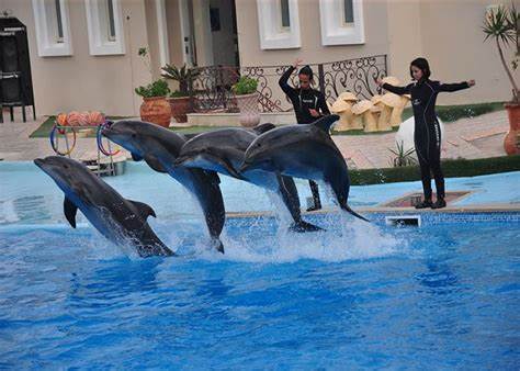 🐬 Dolphin House 🐬